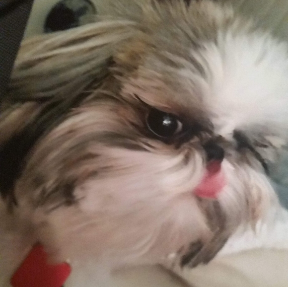 Meet your Posher, Jamie - Picture 2 of 2